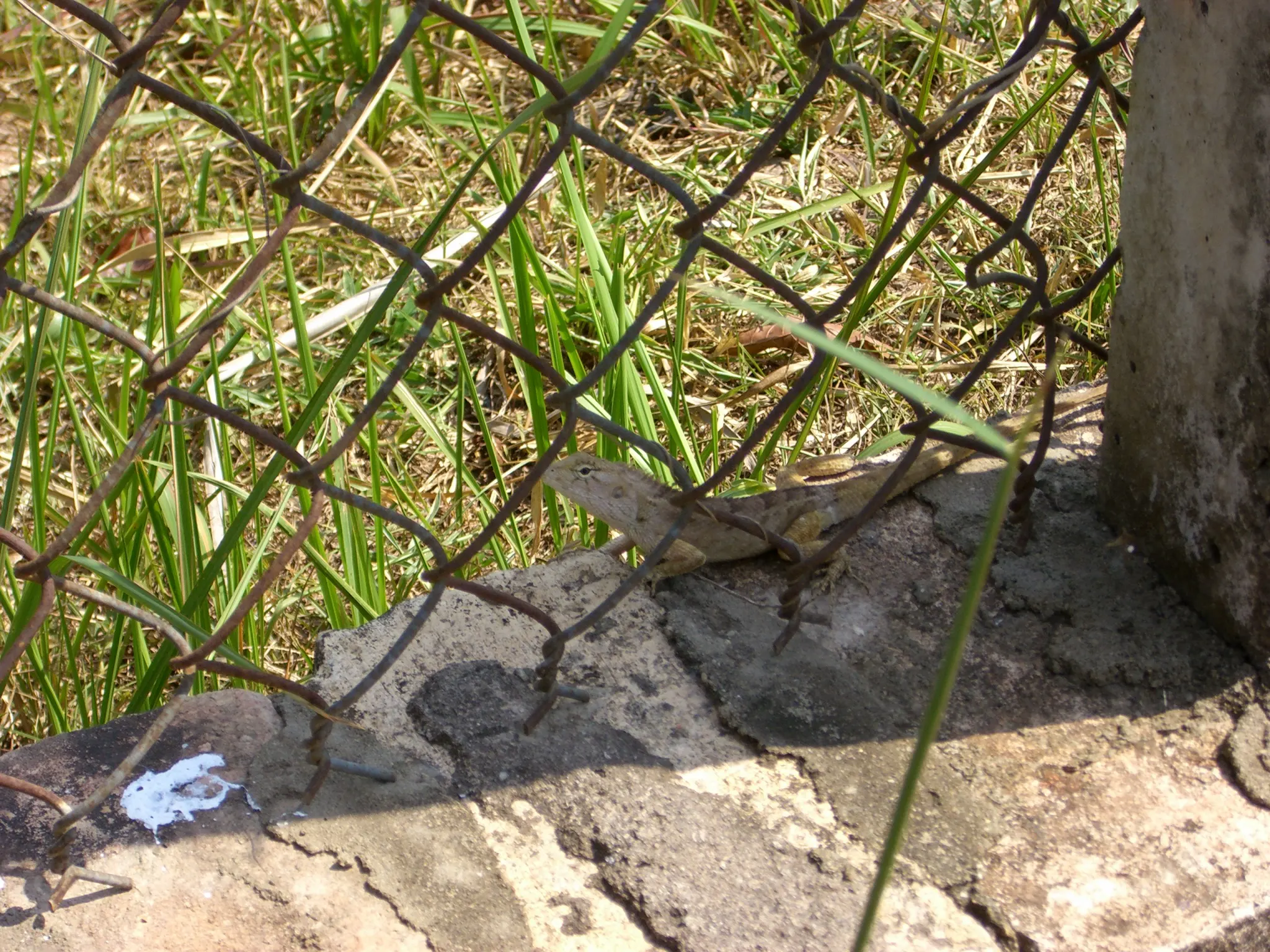 2007 Jan - Picture of a Spiny lizards - Ho Chi Minh